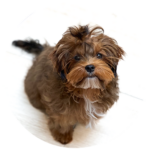 Ueber uns unser team hund ginger