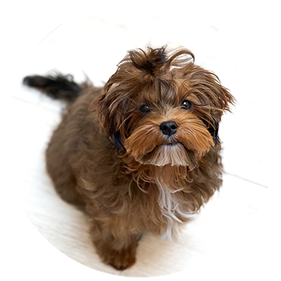 Ueber uns unser team hund ginger